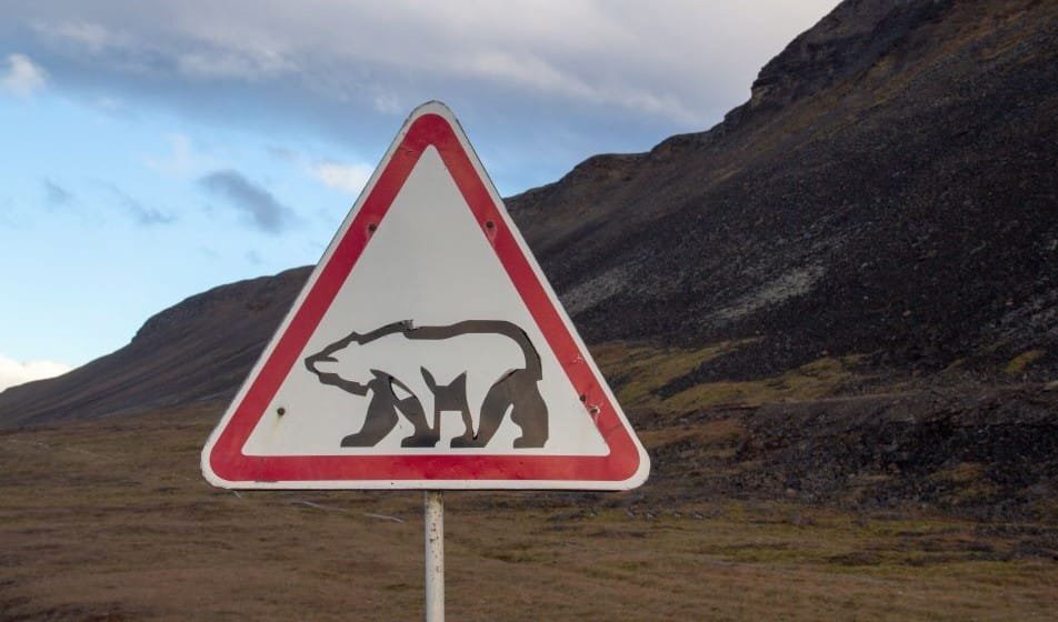 señal vial de cuidado con el oso